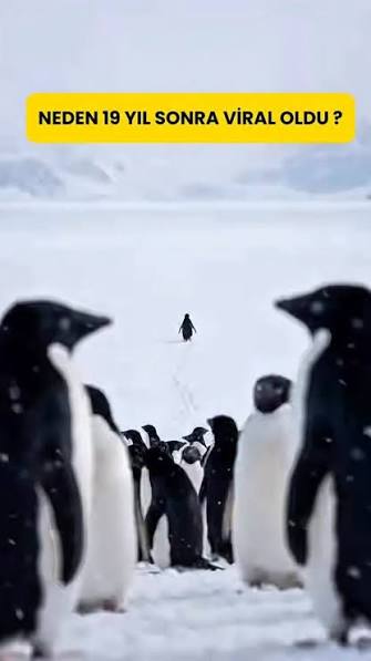 END OF WORLD Penguen Sahnesi 